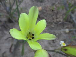 Image of Sparaxis grandiflora subsp. acutiloba Goldblatt