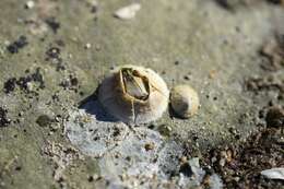 Image of Crenate barnacle