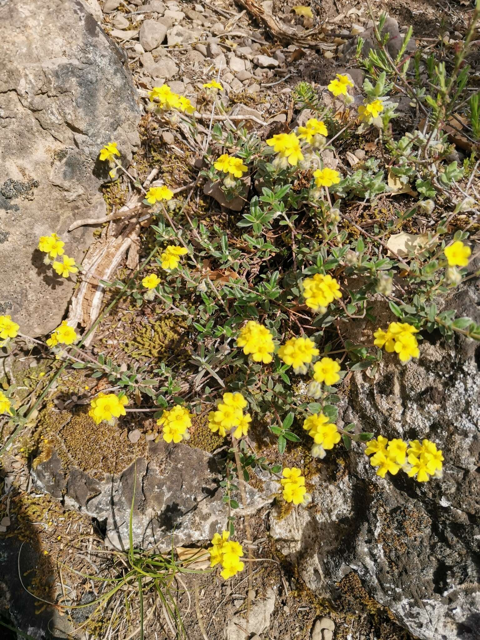 Image of Hoary Rock-rose