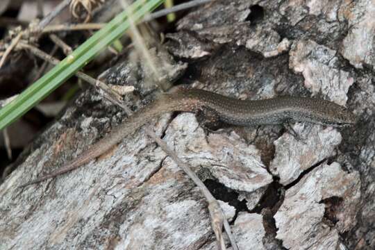 صورة Lygisaurus foliorum De Vis 1884