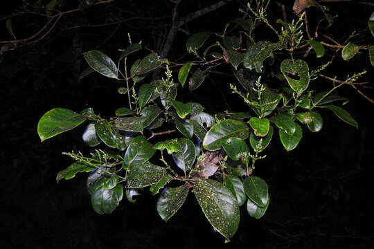 Image of Staphylea formosana (Nakai) Byng & Christenh.