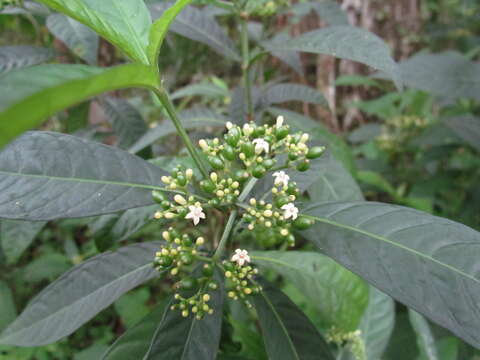 صورة Psychotria tenuifolia Sw.