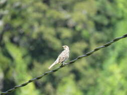 Image of Rufous-tailed Plantcutter