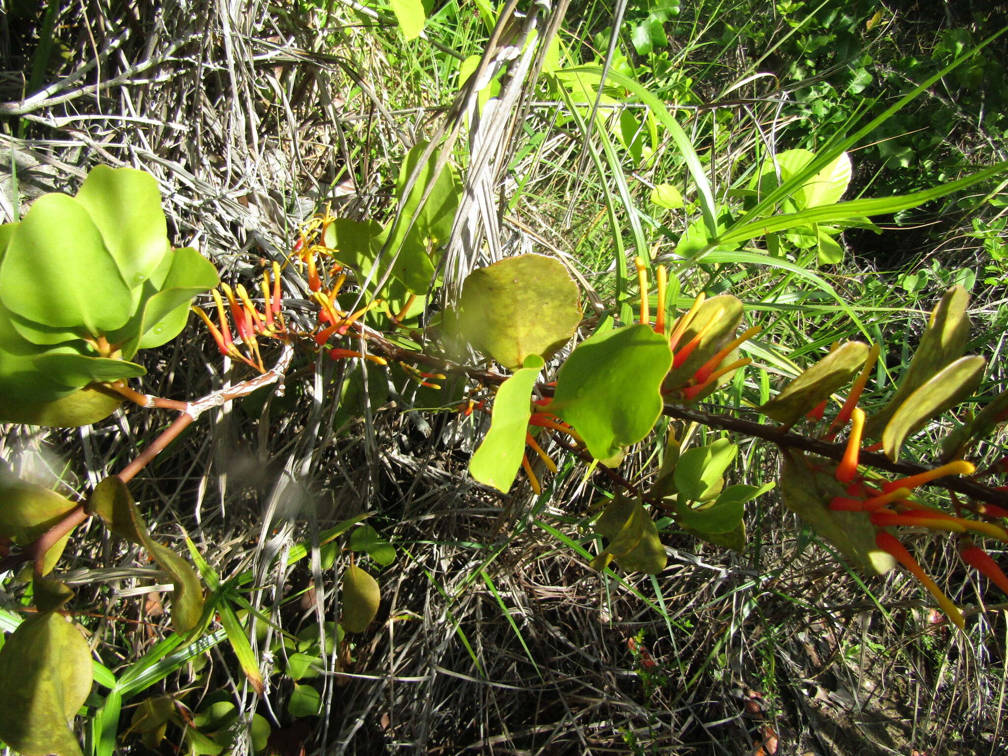 Image of Psittacanthus dichrous (Mart.) Mart.