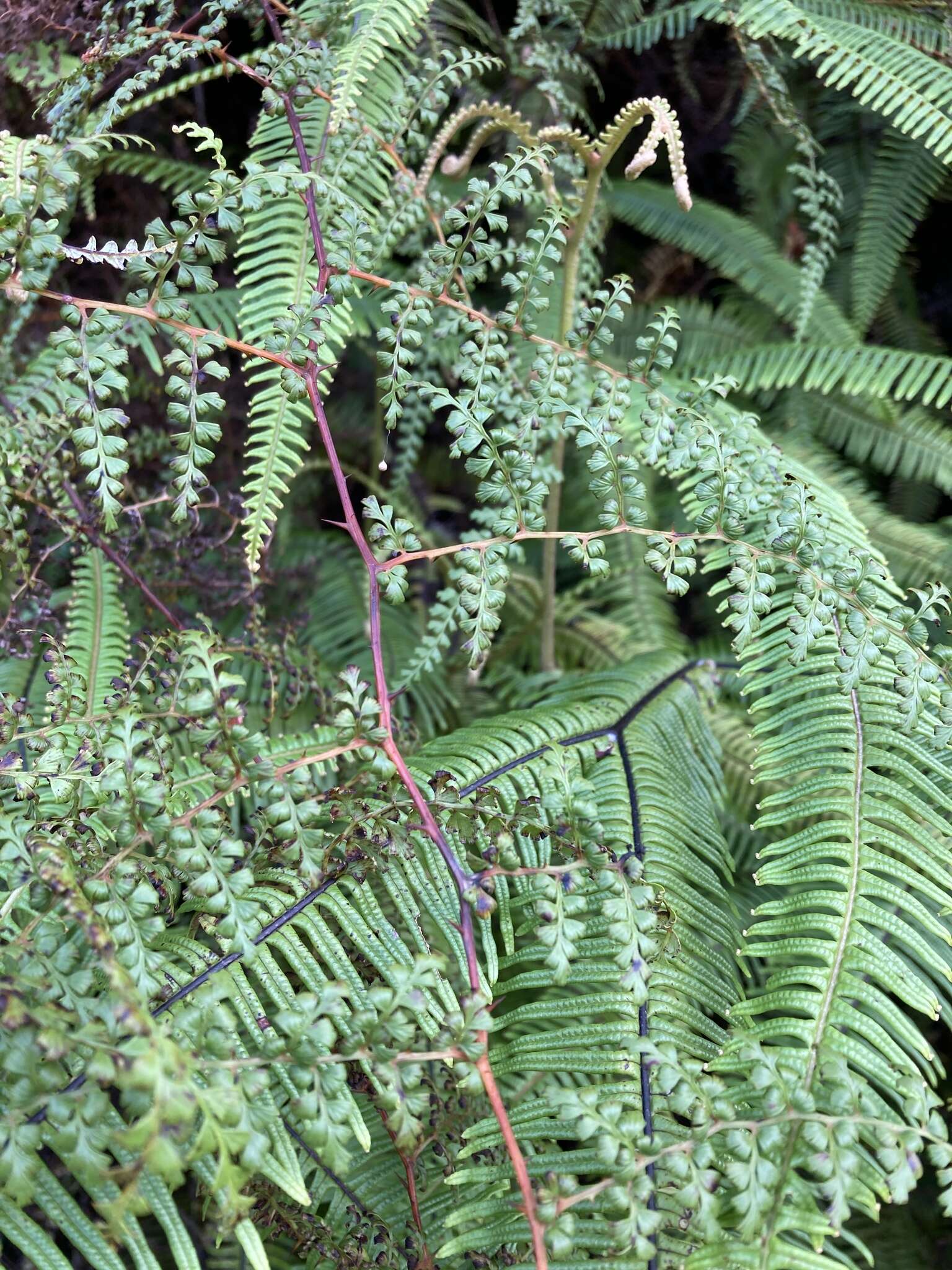 Image of thicket creepingfern