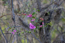 Bougainvillea peruviana Humb. & Bonpl. resmi