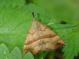 Imagem de Hypena proboscidalis Linnaeus