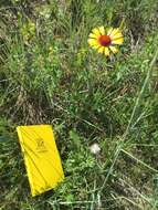 Image of Common perennial gaillardia