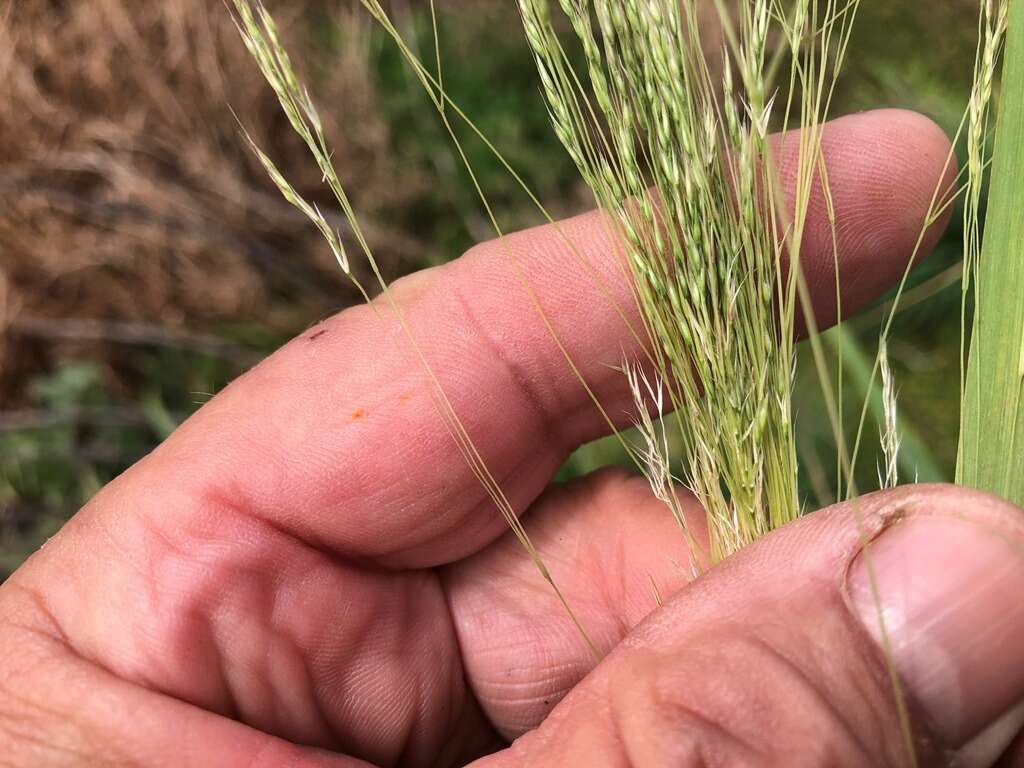 Image of Common Blown Grass