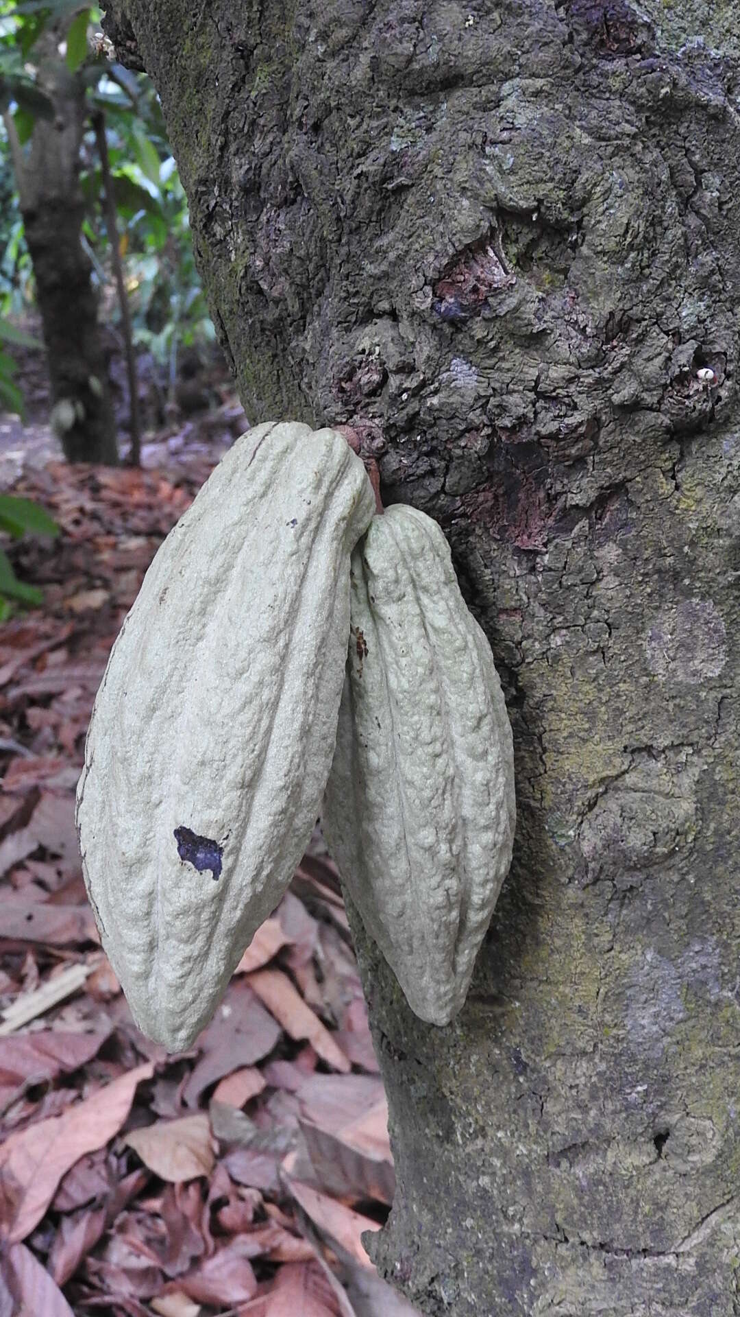 Image of cacao