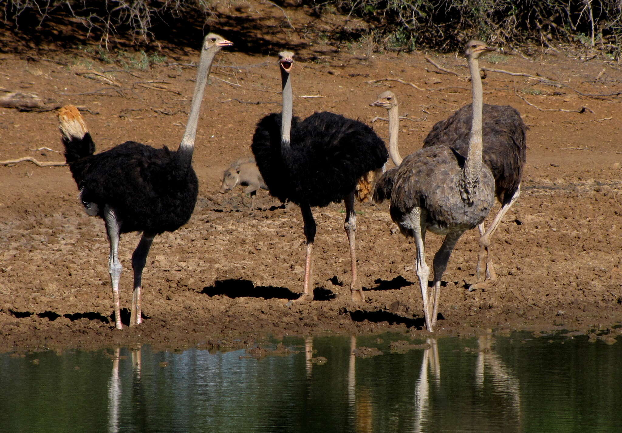 Image of ostriches