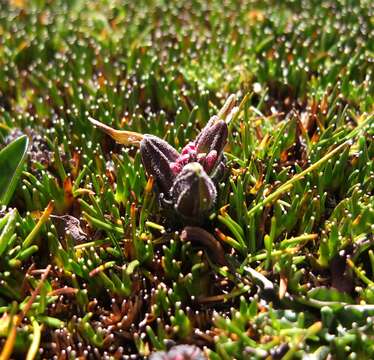 Image of Castilleja pumila (Benth.) Weddell