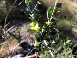 Image de Dodonaea triangularis Lindl.