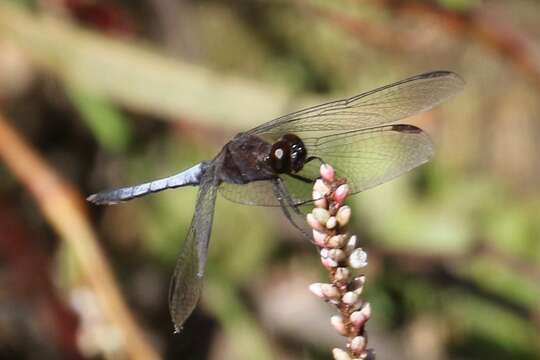 Sivun Erythrodiplax basifusca (Calvert 1895) kuva