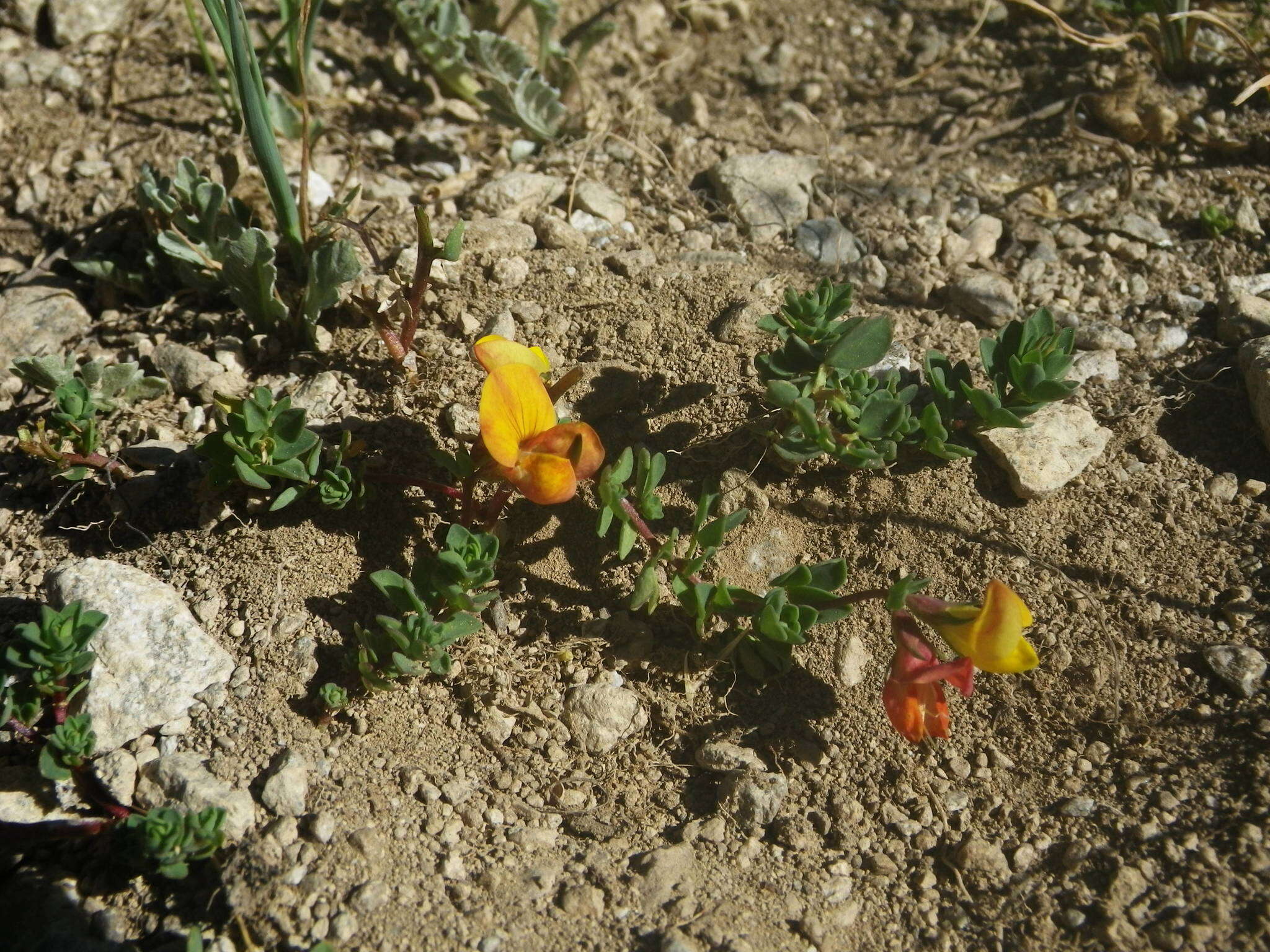 Слика од Lotus alpinus (DC.) Ramond