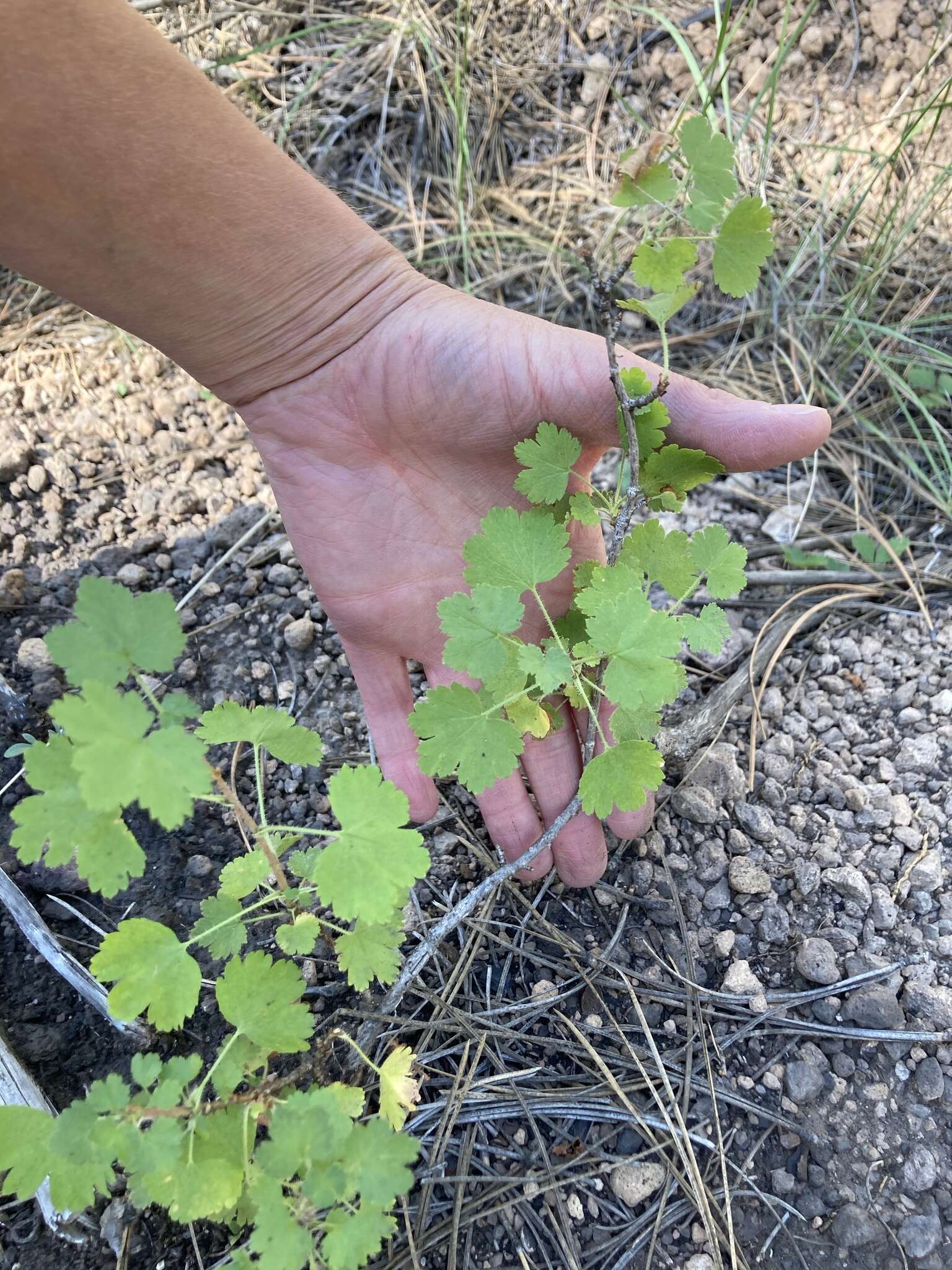 Image of whitestem gooseberry