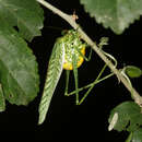 Image of Sictuna boliviana (Bruner & L. 1915)