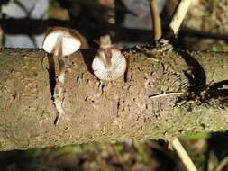 Image of Mycena plumipes (Kalchbr.) P.-A. Moreau 2003