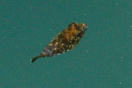 Image of Longnose Puffer