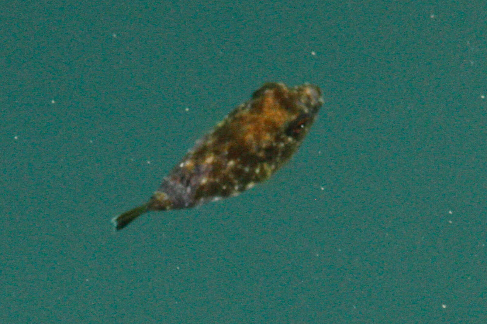 Image of Longnose Puffer