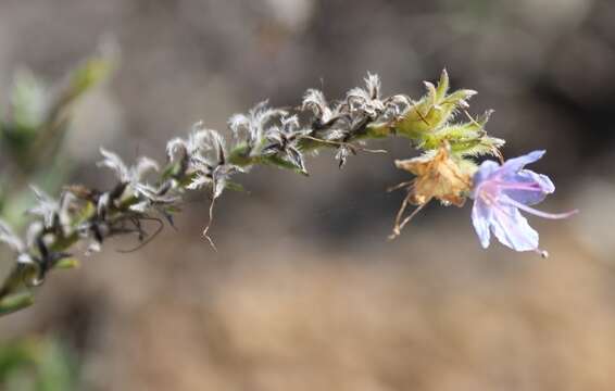 Lobostemon gracilis Levyns resmi