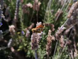 Image of Hylephila fasciolata Blanchard 1852