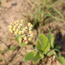 Image of Helichrysum griseum Sond.