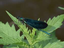 Image of Calopteryx virgo Linnaeus 1758