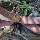 Gasteria carinata var. carinata resmi