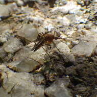 Image de Aedes canadensis canadensis