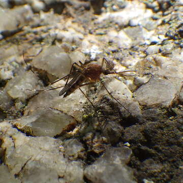 Imagem de Aedes canadensis canadensis