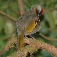 Image of Silver-eared Laughingthrush