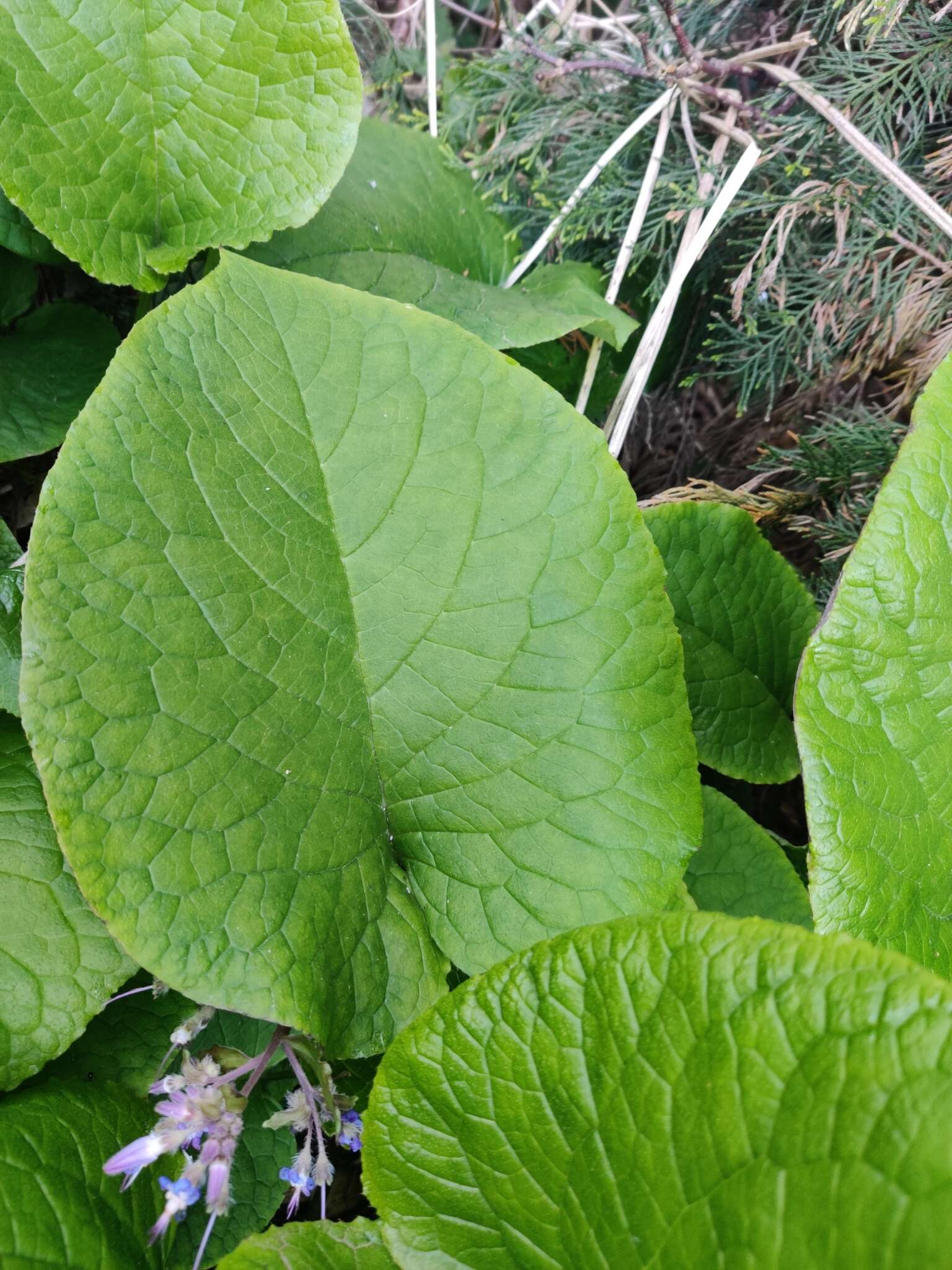 Слика од Trachystemon orientalis (L.) G. Don