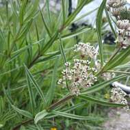 Слика од Asclepias fascicularis Decne.