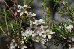 Image of Leptospermum continentale J. Thompson