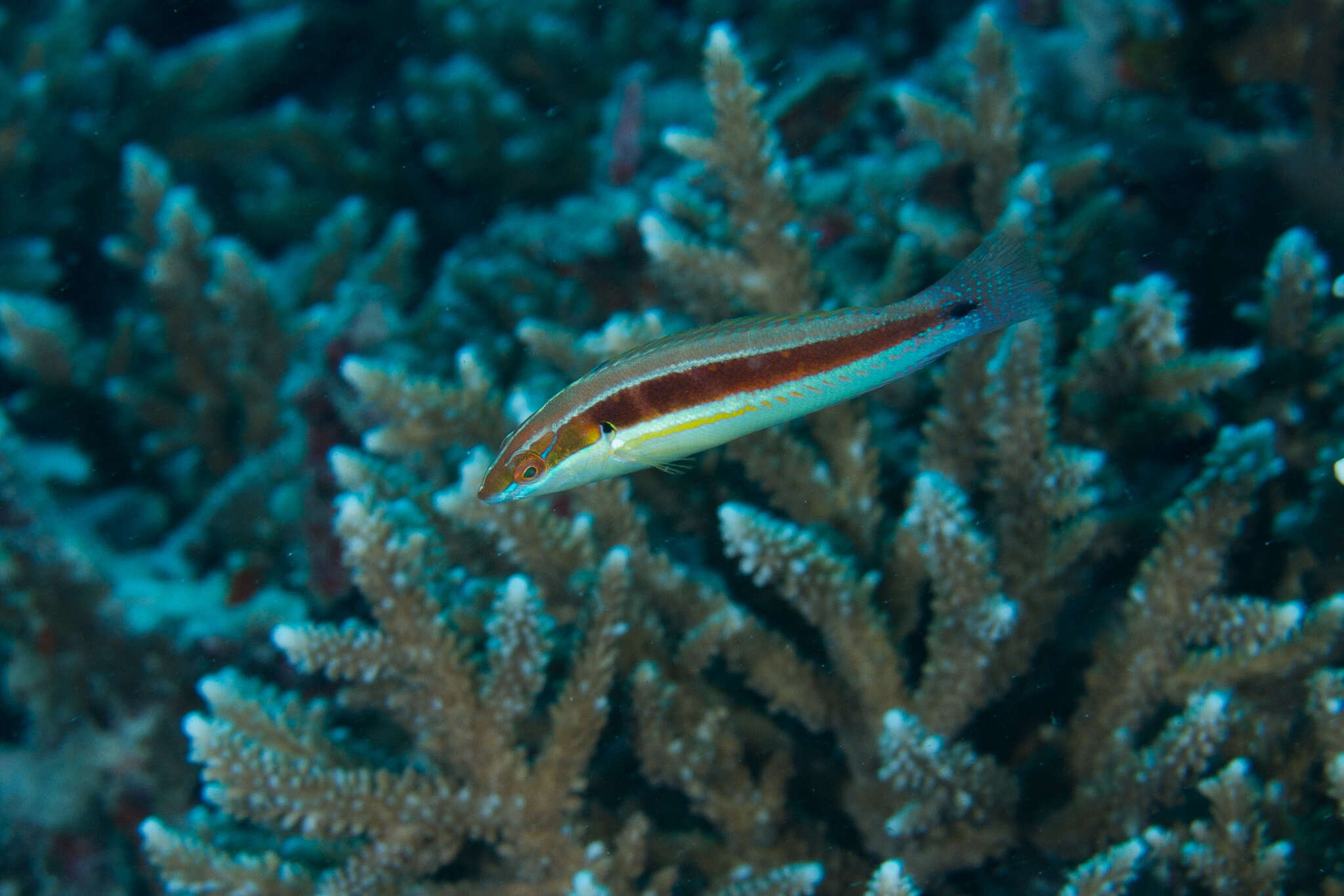 Image of Spot-tail wrasse