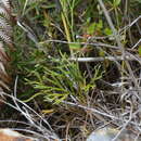 Image of Diphasiastrum yueshanense (C. M. Kuo) Holub