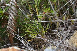 Image de Diphasiastrum yueshanense (C. M. Kuo) Holub