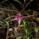 Image of Brachionidium imperiale Luer & Hirtz ex Harling & L. Andersson