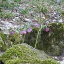 Image of purple hellebore