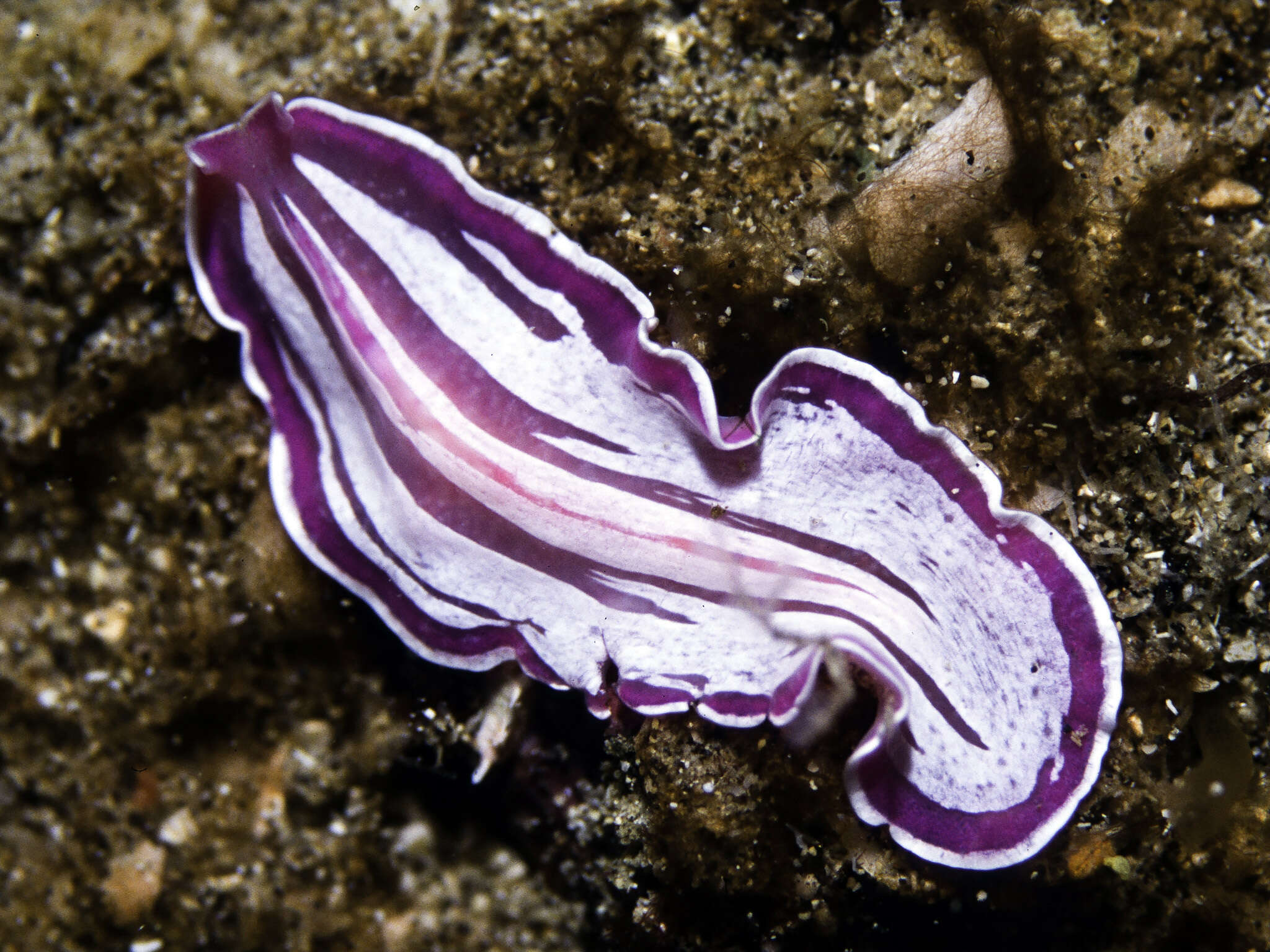 Image of pink flatworm