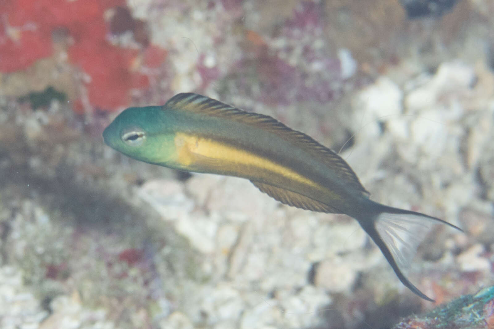 Image of Bundoon blenny