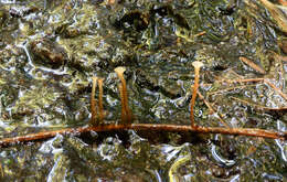 Image of Cudoniella clavus (Alb. & Schwein.) Dennis 1964