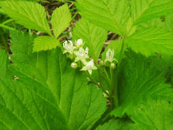 Image of Stone Bramble