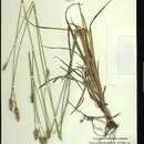 Image of Muhlenberg's sedge