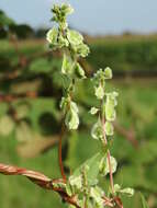 صورة Fallopia dumetorum (L.) J. Holub