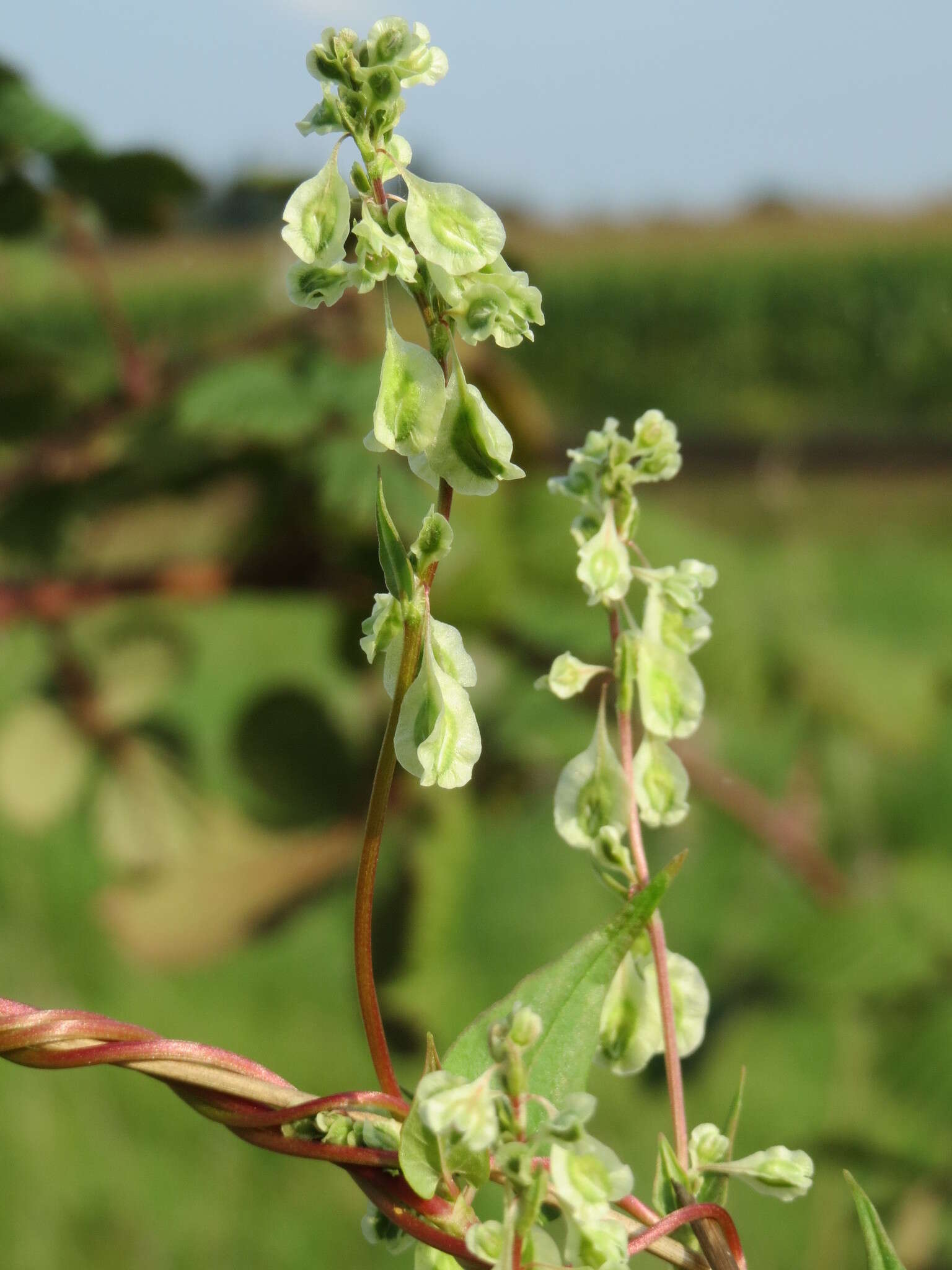 صورة Fallopia dumetorum (L.) J. Holub