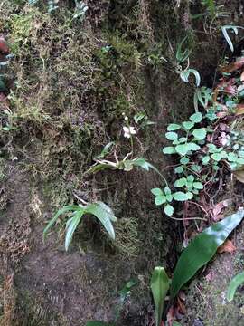 Image of Sarcochilus fitzgeraldii F. Muell.