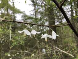 Image de Halesia diptera J. Ellis