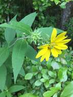 Image de Helianthus resinosus Small